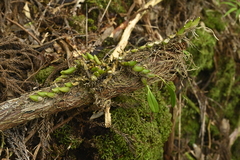 Bulbophyllum pectinatum, photograph (c) 曾昱承 Yu-Cheng Zeng, some rights reserved (CC BY)