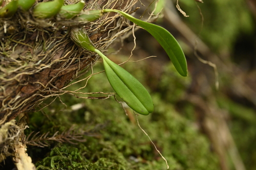 Bulbophyllum pectinatum, photograph 2