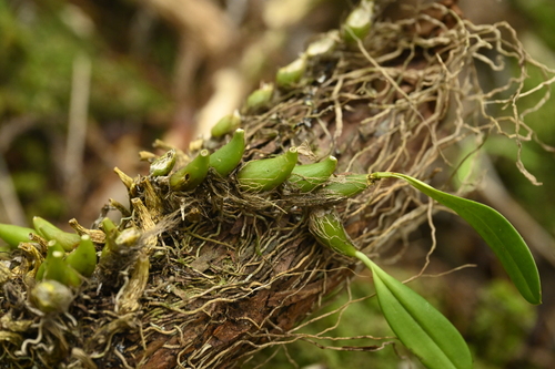 Bulbophyllum pectinatum, photograph 5
