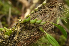 Bulbophyllum pectinatum, photograph (c) 曾昱承 Yu-Cheng Zeng, some rights reserved (CC BY)