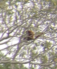 Alouatta sara