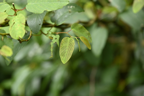 Berchemia floribunda, photograph 5