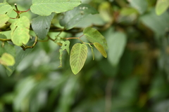 Berchemia floribunda, photograph (c) 曾昱承 Yu-Cheng Zeng, some rights reserved (CC BY)