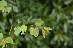 Berchemia floribunda, photograph (c) 曾昱承 Yu-Cheng Zeng, some rights reserved (CC BY)
