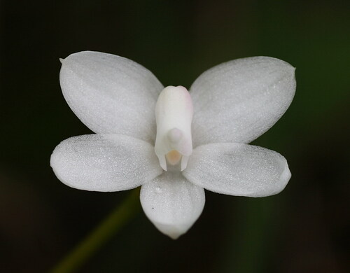 Stem-Clasping Thrixspermum