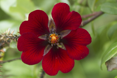 Potentilla atrosanguinea