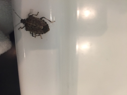 Bzdocha mramorovaná (Halyomorpha halys)