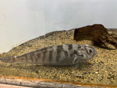 Bald notothen (Pagothenia borchgrevinki) — Nototheniidae — 2