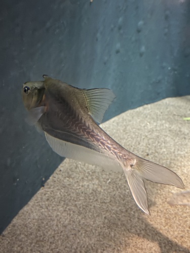 Nurseryfish (Kurtus gulliveri) — Kurtidae — 5