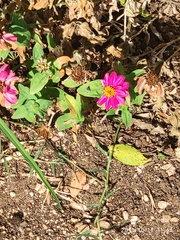 Zinnia elegans