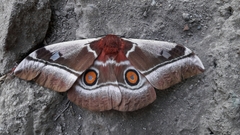 Bunaea alcinoe