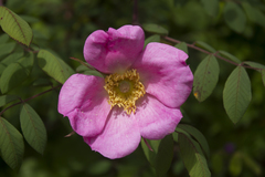 Rosa macrophylla