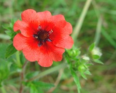 Potentilla nepalensis