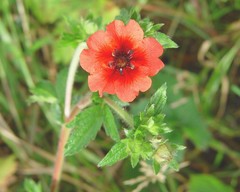 Potentilla nepalensis
