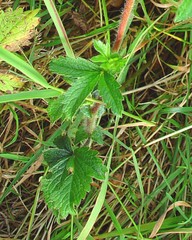 Potentilla nepalensis