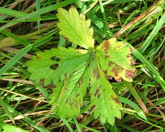 Potentilla nepalensis