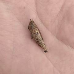 Lepidoptera
