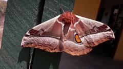 Bunaea alcinoe