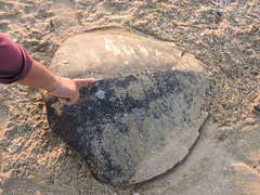 Lepidochelys olivacea