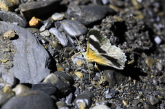 Pingasa ruginaria pacifica