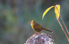 Liocichla steerii