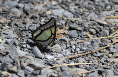 Polyura narcaea meghaduta