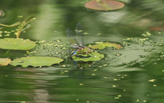 Anax panybeus