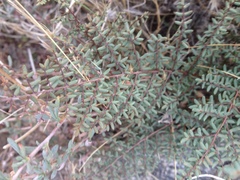 Pellaea mucronata mucronata