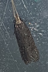 Lecithocera imprudens