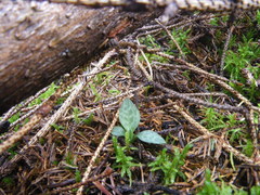 Goodyera tesselata image