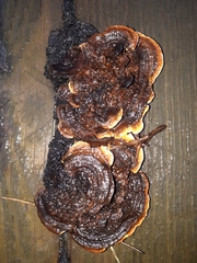 Gloeophyllum abietinum