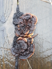 Gloeophyllum abietinum