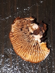 Gloeophyllum abietinum