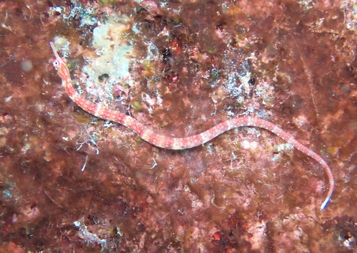 Corythoichthys nigripectus observed 2025-07-16