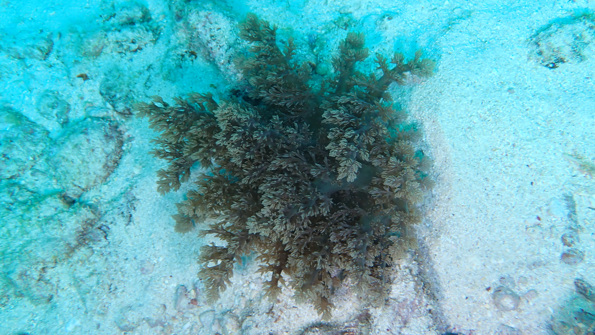 Actinodendron arboreum (Quoy & Gaimard, 1833)