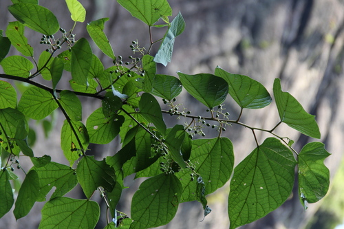 Alangium premnifolium iNat (2)