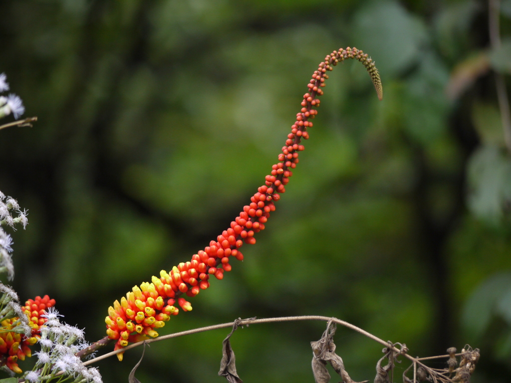 Moullava spicata (Moullava spicata)