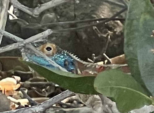 Agama aculeata aculeata Merrem, 1820
