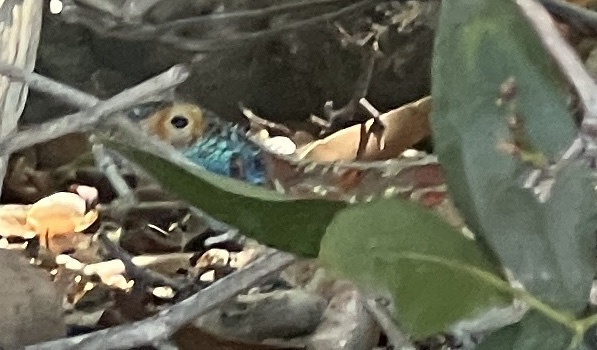 Agama aculeata aculeata Merrem, 1820
