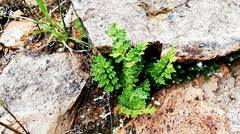 Myriopteris wrightii