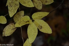 Lonicera canadensis