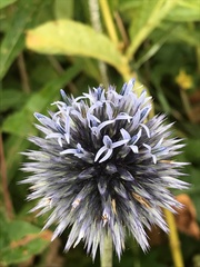 Echinops bannaticus