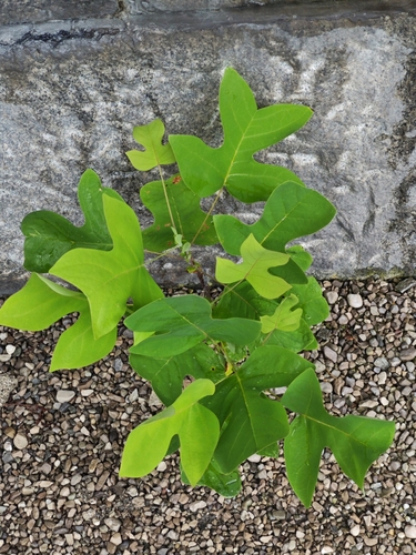 Liriodendron chinense, photograph 2