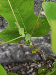 Liriodendron chinense, photograph author not stated, no rights reserved
