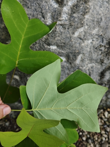 Liriodendron chinense, photograph 4