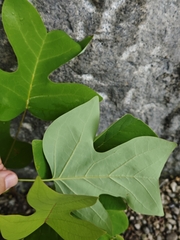 Liriodendron chinense, photograph author not stated, no rights reserved