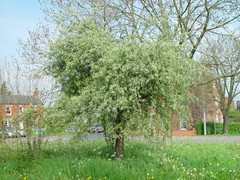 Pyrus salicifolia