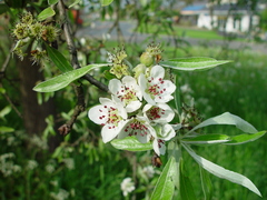Pyrus salicifolia