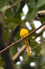 Pericrocotus brevirostris