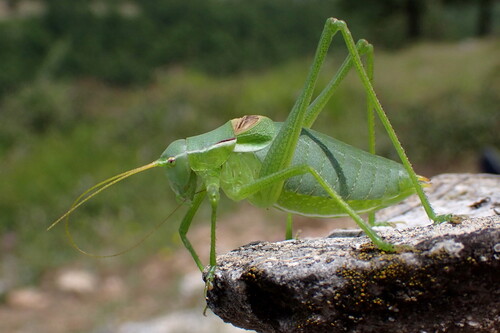 Isophya rhodopensis